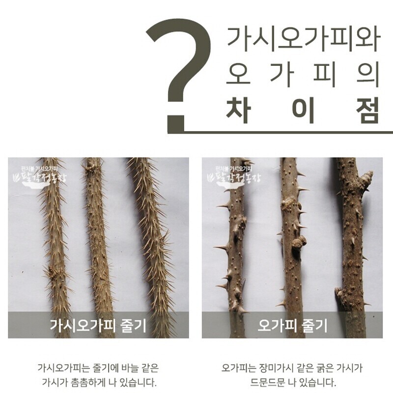 양구몰,가시오가피추출액 60팩